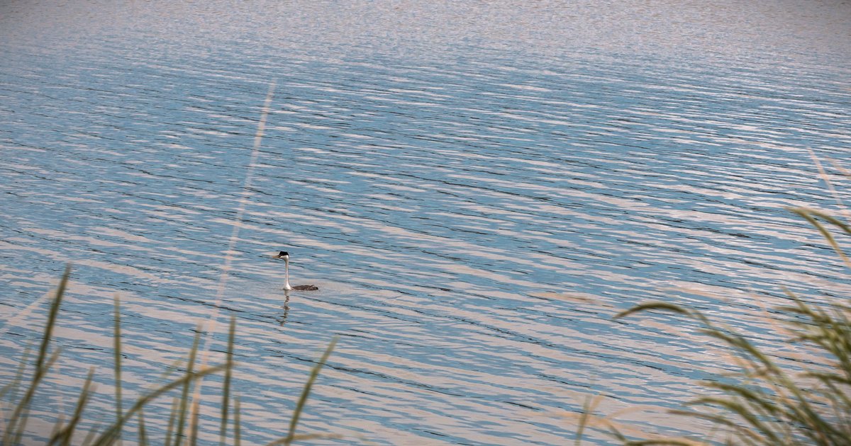 A waterbird gliding across the calm surface of Antelope Reservoir at the edge of sagebrush flats