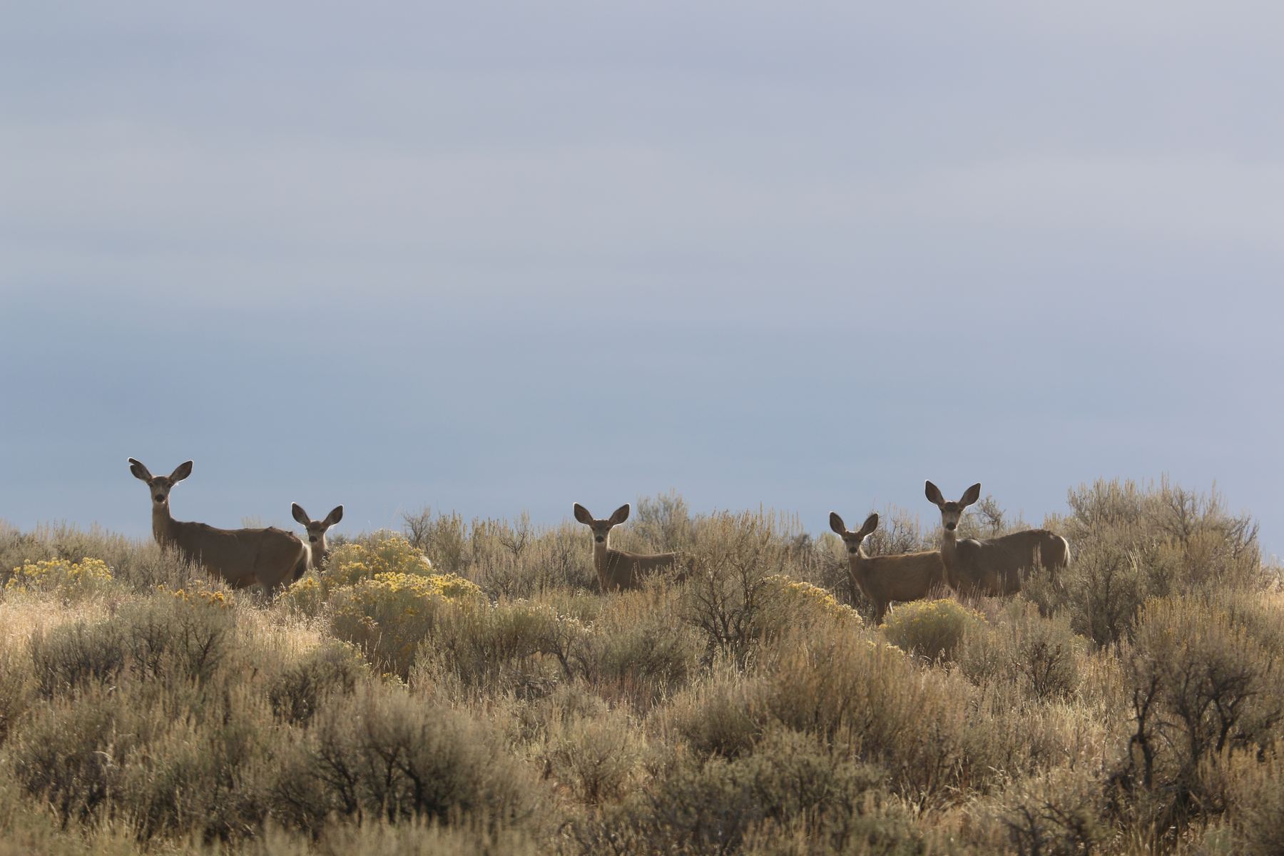 A herd of mule deer in the sagebrush of eastern Oregon
