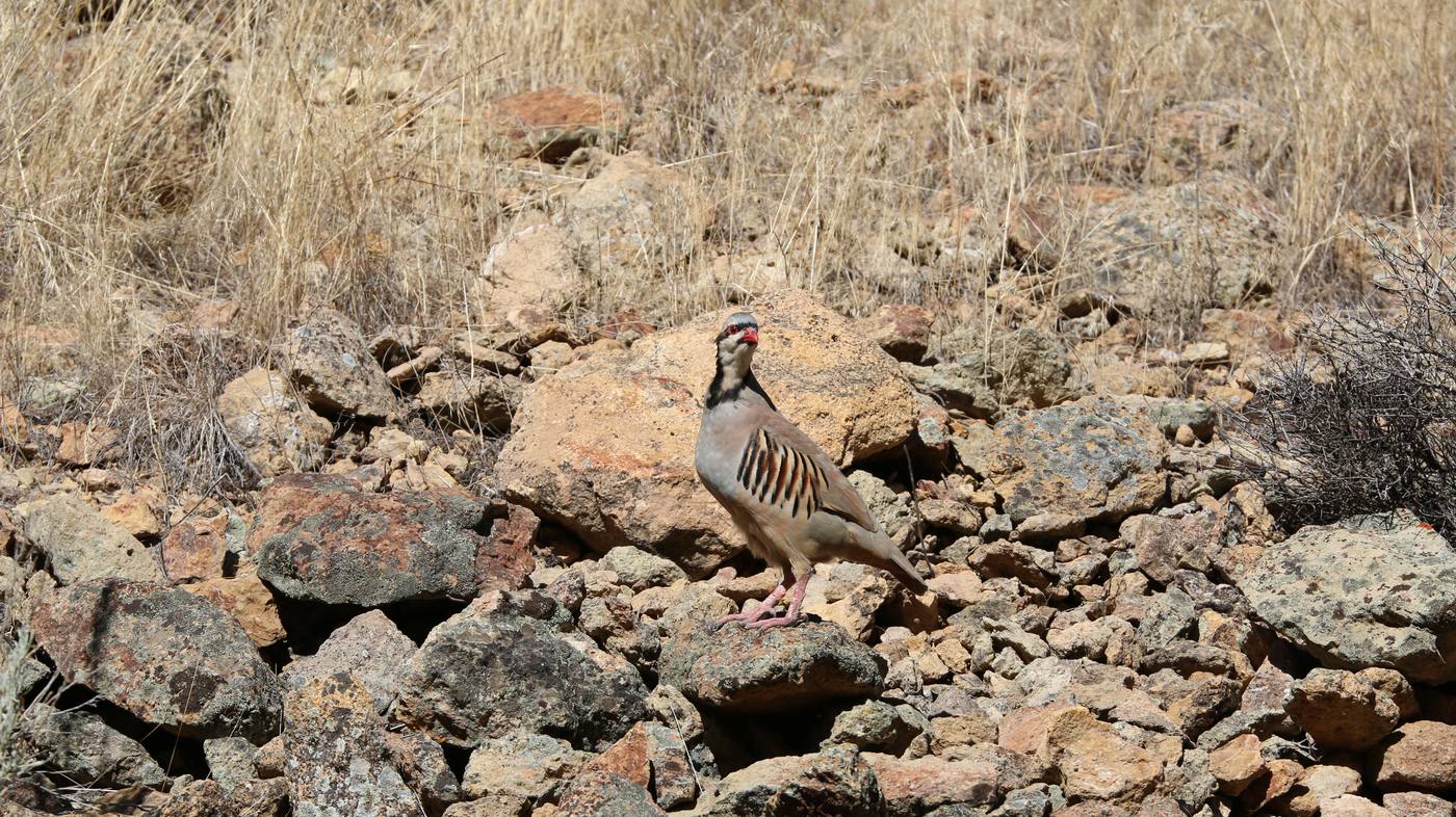 A chukar partridge on the rocks at Leslie Gulch in the Owyhee canyonlands of Oregon