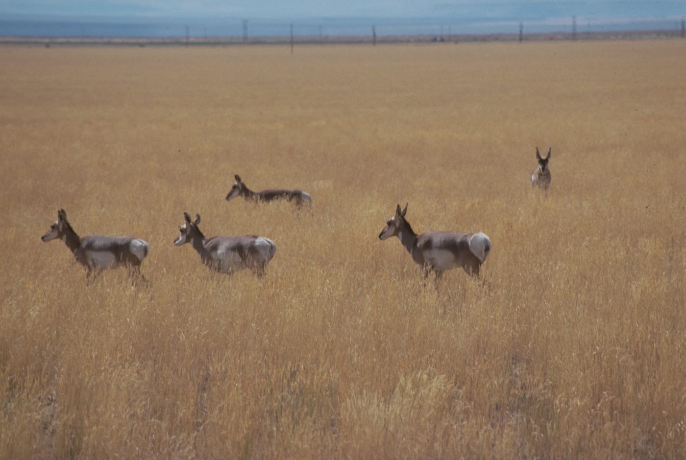 Pronghorn antelope in the open sagebrush valley of southeastern Oregon