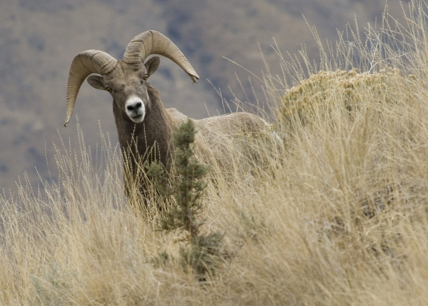 California bighorn sheep on rocky canyon ground in eastern Oregon